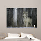 Grey Wolf Canis Lupus 
