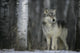Grey Wolf Canis Lupus 