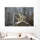 Grey wolves Wall Mural