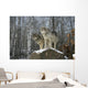 Grey wolves Wall Mural