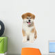 Pat dog, young  Akita Inu puppy dog at white background 