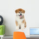 Pat dog, young  Akita Inu puppy dog at white background 