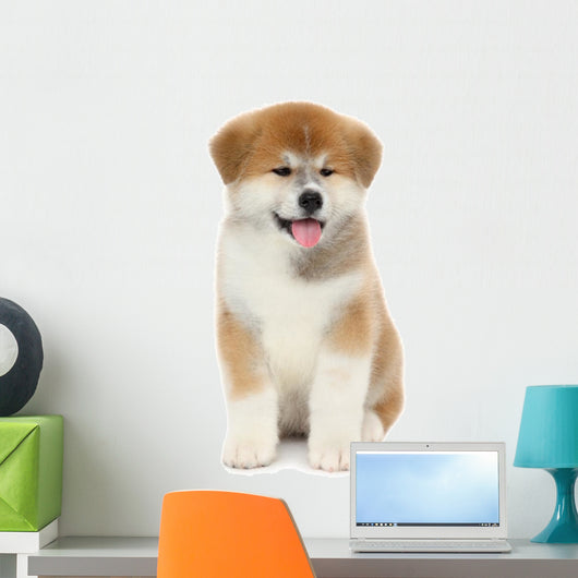 Pat dog, young  Akita Inu puppy dog at white background 