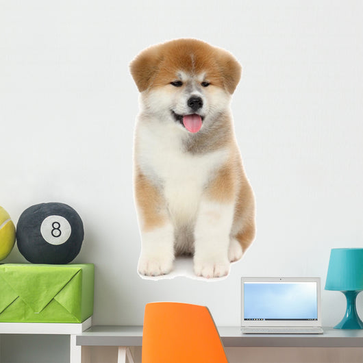 Pat dog, young  Akita Inu puppy dog at white background 