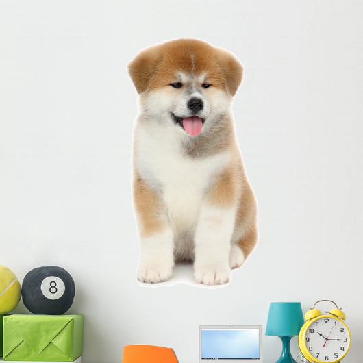 Pat dog, young  Akita Inu puppy dog at white background 