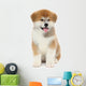 Pat dog, young  Akita Inu puppy dog at white background 