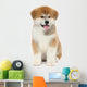 Pat dog, young  Akita Inu puppy dog at white background 