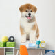Pat dog, young  Akita Inu puppy dog at white background 