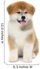 Pat dog, young  Akita Inu puppy dog at white background 