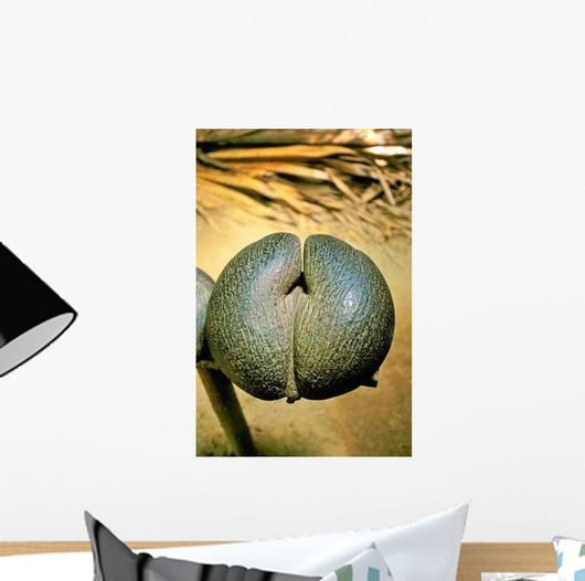 Coco Fesse Aux Seychelles Wall Decal