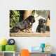 Gorgeous Puppy Looking Itself Wall Decal
