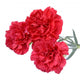 Carnation flowers isolated on white background Wall Decal
