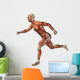 3D human man anatomy for health or medicine Wall Decal
