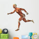 3D human man anatomy for health or medicine Wall Decal