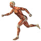 3D human man anatomy for health or medicine Wall Decal