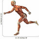 3D human man anatomy for health or medicine Wall Decal