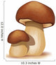 Two Ceps Isolated on a White Background Wall Decal