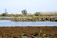 Swamp of Camargue, France 