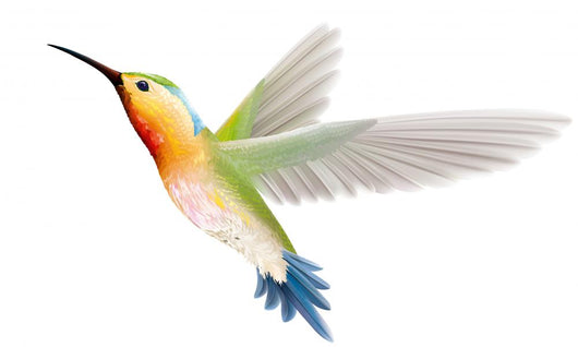 Hummingbird on a White Background Wall Decal