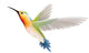 Hummingbird on a White Background Wall Decal