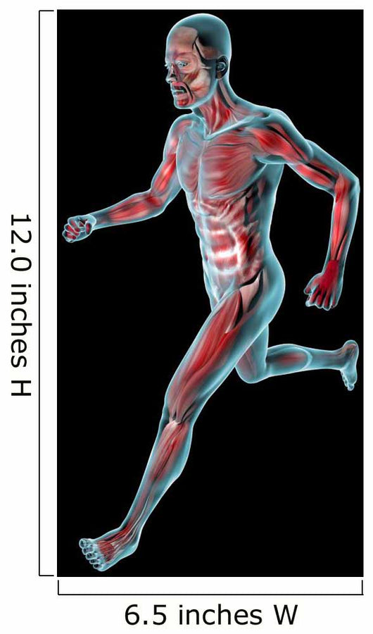 Uomo in corsa muscoli corpo umano 