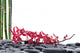 Branch Red Orchid with Thin Bamboo Grove on Pebbles 