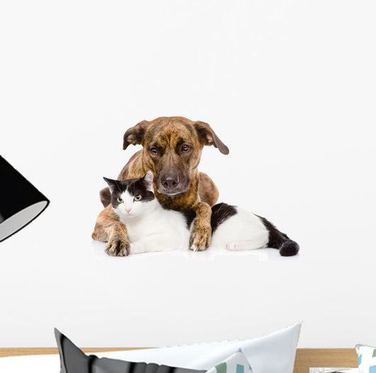 Mixed Breed Dog and Cat Lying Together. Isolated on White 