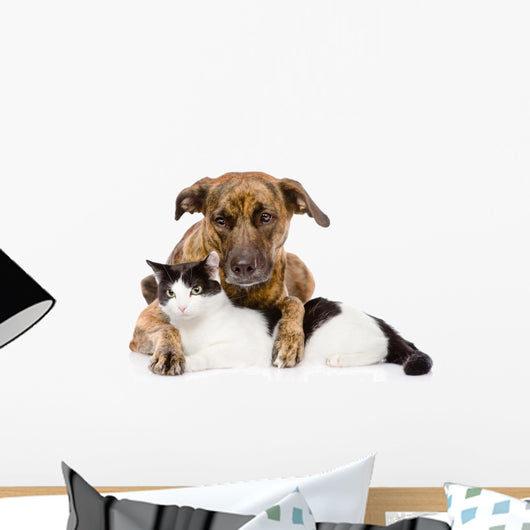 Mixed Breed Dog and Cat Lying Together. Isolated on White 