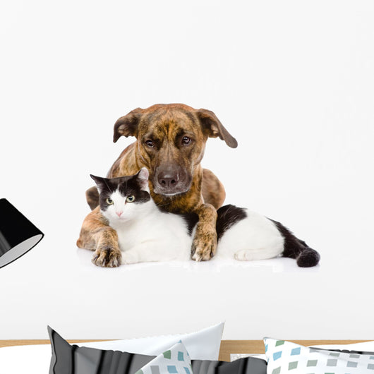 Mixed Breed Dog and Cat Lying Together. Isolated on White 