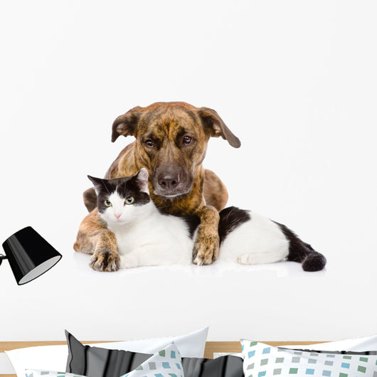 Mixed Breed Dog and Cat Lying Together. Isolated on White 