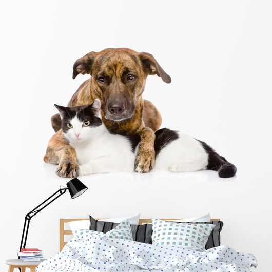 Mixed Breed Dog and Cat Lying Together. Isolated on White 