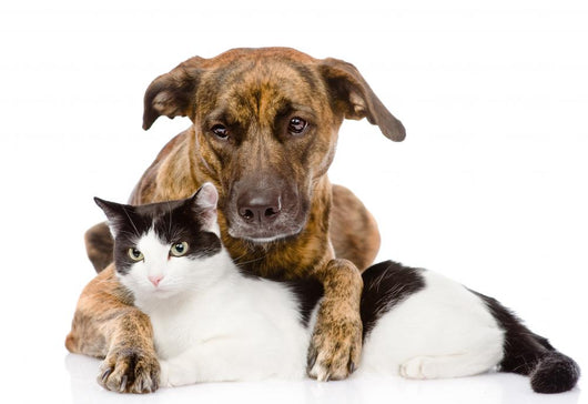 Mixed Breed Dog and Cat Lying Together. Isolated on White 