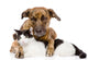 Mixed Breed Dog and Cat Lying Together. Isolated on White 