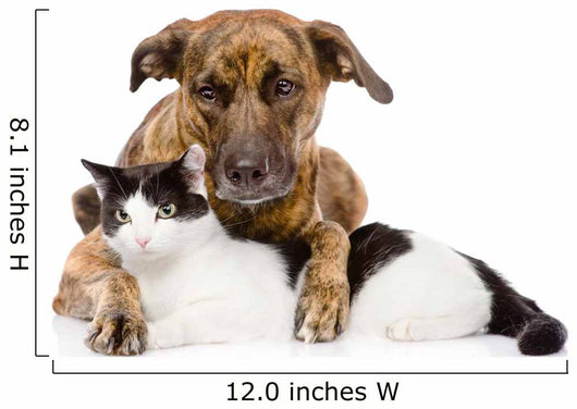 Mixed Breed Dog and Cat Lying Together. Isolated on White 