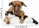Mixed Breed Dog and Cat Lying Together. Isolated on White 