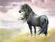 Black Horse Field Wall Decal