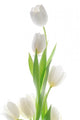 white tulip flowers 