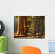 Three Majestic Sequoias Standing Wall Decal