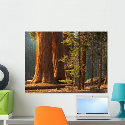Three Majestic Sequoias Standing Wall Decal shown on a wall