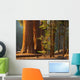 Three Majestic Sequoias Standing Wall Decal