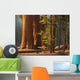 Three Majestic Sequoias Standing Wall Decal