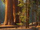 Three Majestic Sequoias Standing Wall Decal