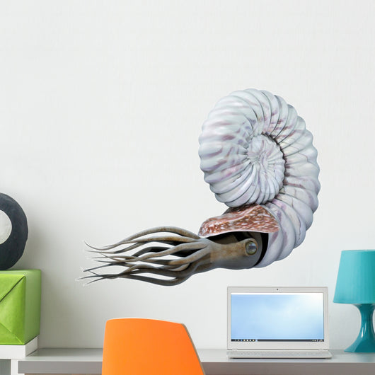 Ammonite 