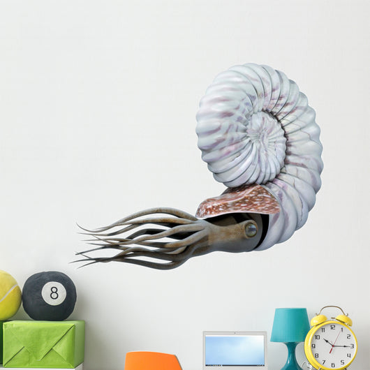 Ammonite 