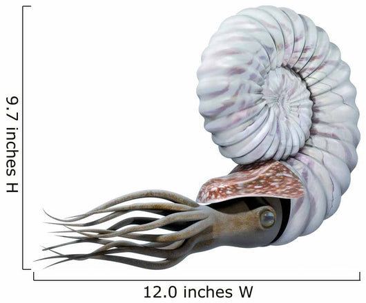Ammonite 