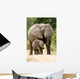 African Elephant 