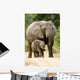 African Elephant 