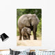 African Elephant 