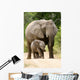 African Elephant 