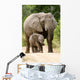 African Elephant 